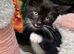 ADORABLE RAGDOLL MIX BOY READY NOW