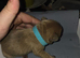 Frenchi puppys
