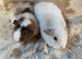 Two Baby Male Teddy Guinea Pigs For Sale