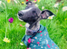 Stunning Affection Female Whippet 1 Year