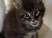 Stunning male full Maine Coon ready now