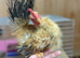 Beautiful pure silkie feathered serama