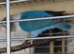 Lovebirds fischers dna'd fischers lovebirds