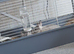 2 beautiful rabbits for sale