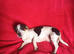 1 x Boy Black and White Jack Tzu Puppy Left.