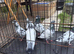 Pakistani high flyers pigeons teddy