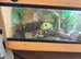 Marvin bearded dragon