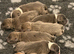 STUNNING BLUE/FAWN & BLUE/WHITE STAFFORDSHIRE BULLTERRIER PUPPIES FOR SALE