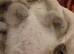 Ragdoll kittens