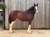 SHIRE FILLY