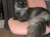 Gorgeous black silver tabby girl kitten