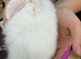 Mini lops magpie 1 doe 1 buck left