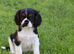PLAYFUL CAVALIER X PUG PUPPIES FOR SALE