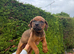 Rottweiler cross Dogue De Bordeaux