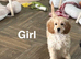 Adorable cockapoo ready for a family and walks
