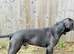 Rehoming dog