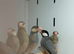 Java finches