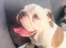 6 month old male English bulldog