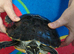 Male&Female yellow bellied slider