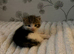 5 gorgeous kittens