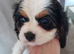 Beautiful king charles puppies for sale