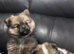 Pomeranian Puppy
