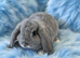 Last baby mini lop