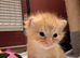 Maine Coon X very big feet! Female with heterochromia eyes
