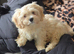 Adorable teddy