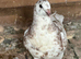 Pigeon for sale