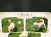 Cream toy poodle Bambi loving sweet girl