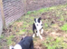 Border collies