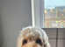 STUD cockapoo