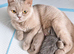 Munchkin kittens