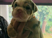 8 Olde tyme bulldogge pups