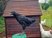 Ayam Cemani Cockerel for sale