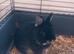 Pure netherland dwarf rabbit