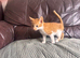 Beautiful kittens