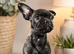 French bulldog puppies ready to go there forever homes