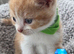 Beautiful persian x kittens
