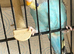 Beautiful baby budgies