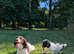 F1 Standard Cockapoo Puppies
