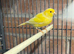 Mixed canaries for sale