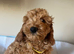 Cockapoo girl puppy