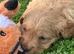 Red golden retriever puppies