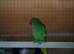 Male and female green ringneck