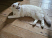 Ragdoll kitten for sale 1 boy left
