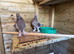 Pigeon