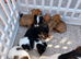 Jack Russell puppies
