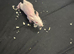 Double Rex male rats 4 albinos